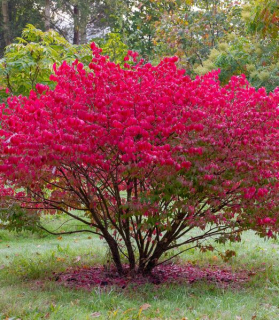 Euonymus europaeus 'Red Cascade'